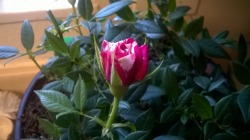 My mini roses are loving the compost! This was closed tightly yesterday and today it&rsquo;s looking good so far!🌹