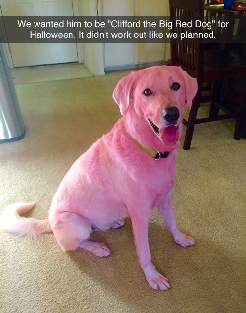 decoypigeon:  tastefullyoffensive:  “We used professional dog hair dye. Unfortunately we didn’t know until after we finished dyeing him that someone had switched the labels for firetruck red and hot pink.” -polarbearpuppy  this dog this