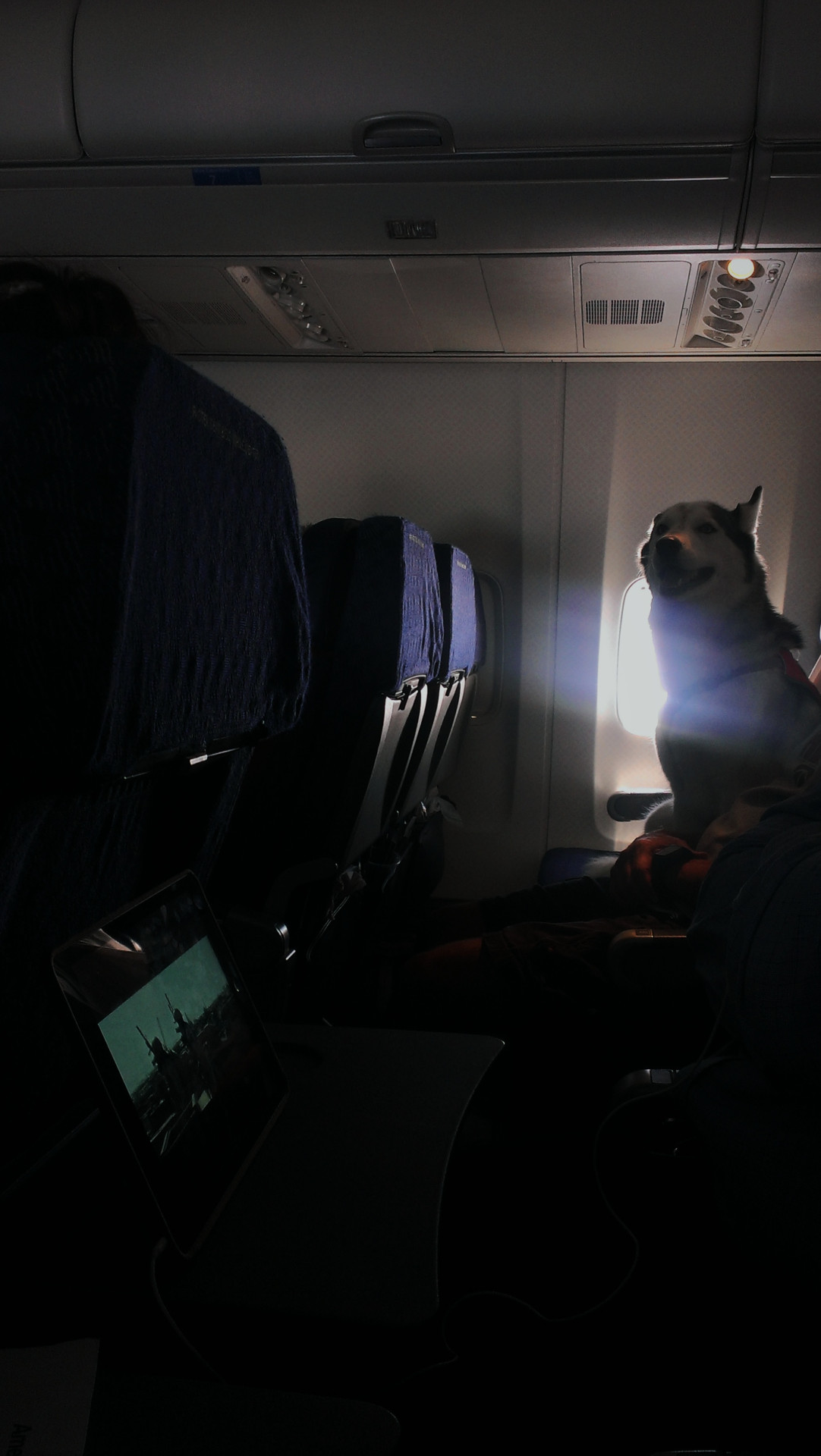 awwww-cute:  There was an Alaskan Husky on my flight (Source: http://ift.tt/1Kwz8Mb)