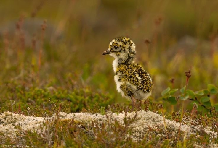 little-witchys-cottage:I give you moss birdiesThey are actaully called golden plovers