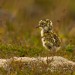 little-witchys-cottage:I give you moss birdiesThey are actaully called golden plovers