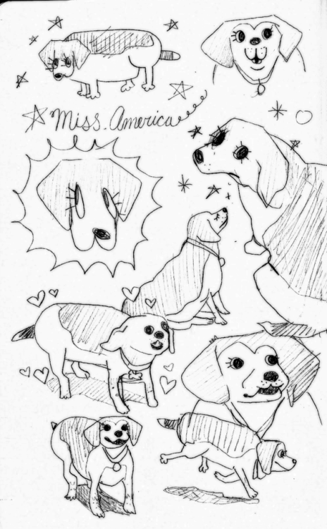 memedokis:some drawings of my very beautiful dog