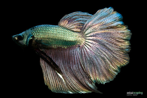 ichthyologist:Betta splendensFighting fish have been bred for over 120 years to achieve the beautifu