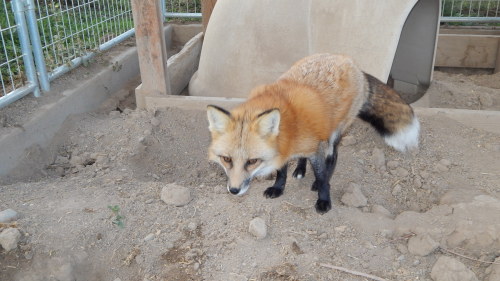 Two sweet vixens, having earned their trust over the years has been one of the most rewarding thing 