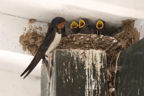 Swallows