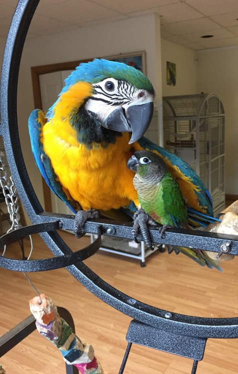 becausebirds: dalisrhinoceros: parrot-dise:parrot-dise: Baby blue and gold and her green cheek frien
