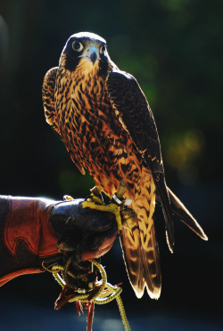 tuaari:  Cheetah the peregrine falcon 