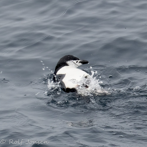 Chinstrap Penguin (Pygoscelis antarcticus) © Rolf Jonsen