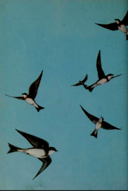 nobrashfestivity: Unknown, Endpaper from a book on birds
