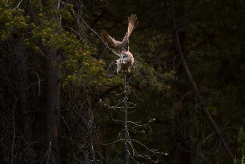 Lift Off by Ken Shults