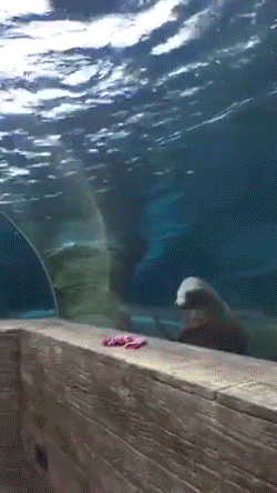 sizvideos:Sea Lion Chasing A Child’s GloveVideo - Via Siz iOS app