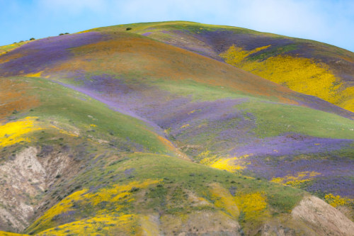 terranlifeform:  Superbloom at the Carrizo Plain National Monument in California, U.S.Sam McMillan