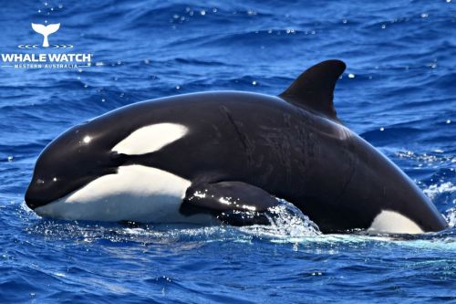 Orca Surging in the Southern Ocean. To read this story (and more!), follow the link in our bio.⁠ Pho