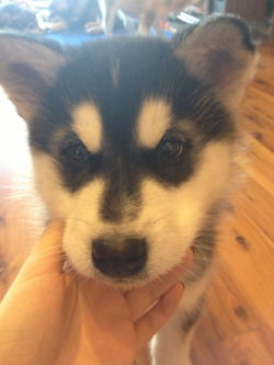 redteardiamond:  Coffee (Alaskan malamute