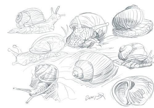 Studies of Shellakybookies.