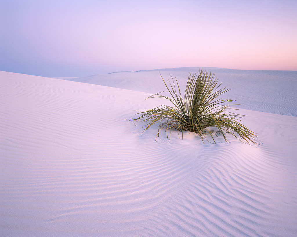 Alex Burke: Predawn light makes a yucca glow on the white...