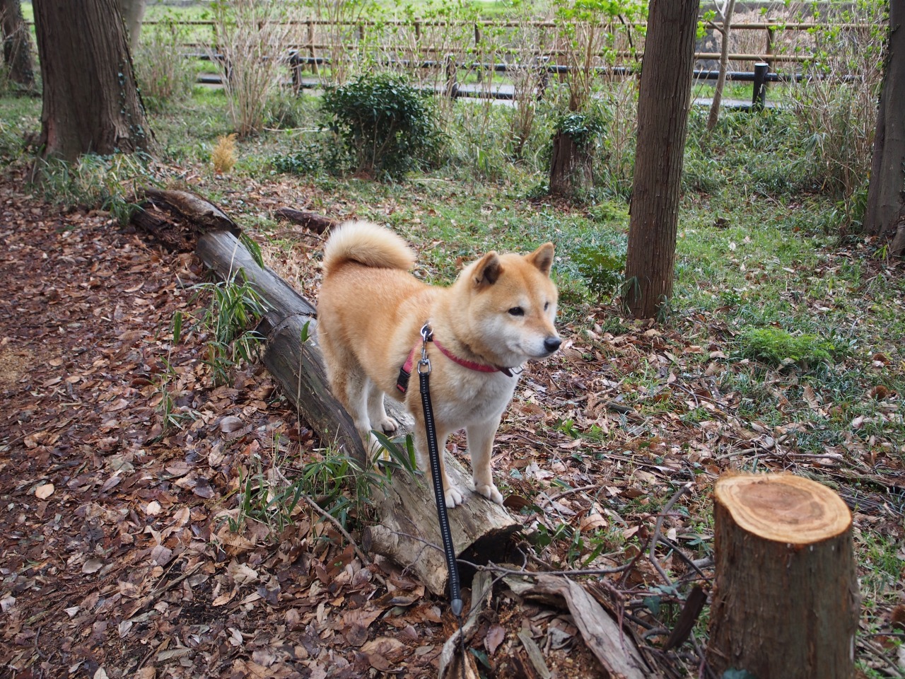 shibainu-komugi:  今日の柴犬の小麦さん #shiba #dog #komugi #shibe #doge