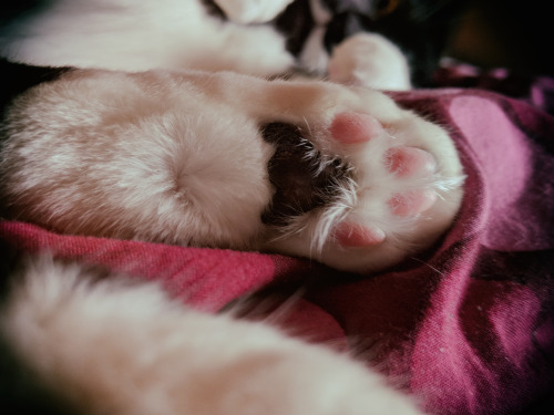 annapolisrose:pussy cat foot