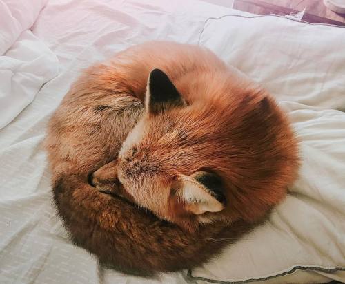 XXX everythingfox: Cinnamon role Juniper   *synonym photo