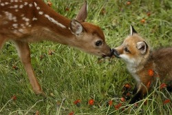 itsnotabromance:  itsnotabromance:  HARRY N LOUIS  #THIS IS TH WORST FUCKING ONE #BC THAT’S LITERALLY THEM #LITTLE BAMBI STYLES THAT CAN’T WALK #AND TINY LITTLE FOXY BEAUTIFUL MAJESTIC LOUIS #I’M SO MAD [x] 