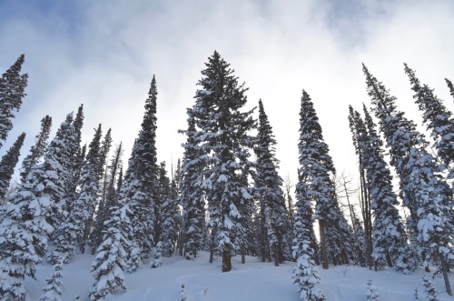 mushburch:  I really like pines PARK CITY UTAH