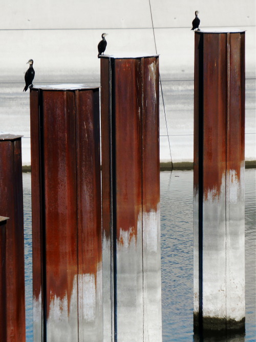 hh-bergmann:  Birds