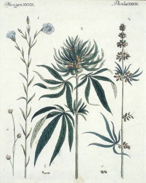 Flax and Hemp, two of the first design materials, 1803. From the Picture book for children with a co