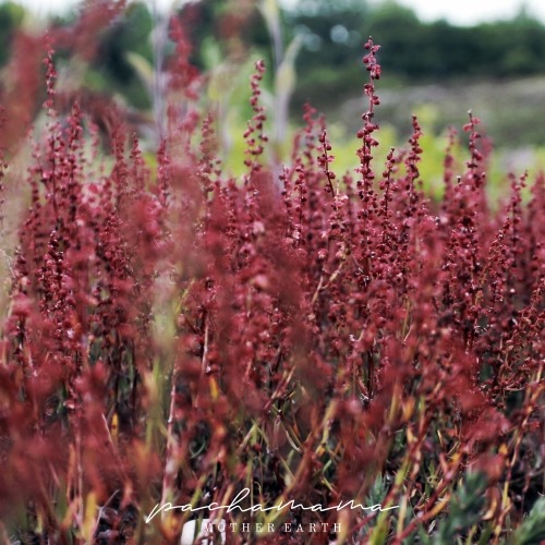 birdroutledge-archive:@modernmythsnet | Event Twenty Five | Biological Diversity ↳ pachamama; i