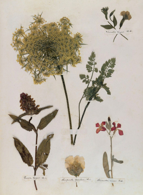 cyclicality:From Emily Dickinson’s Herbarium, circa 1840.