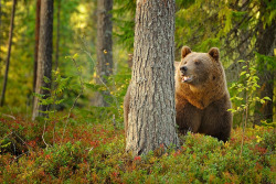 fuck-yeah-bears:  Bear / Orso bruno by Danilo