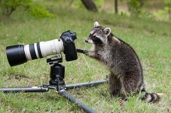 catsbeaversandducks:  “Say cheese!”Via My Modern Met