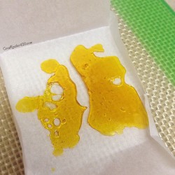 coralreefer420:  I felt confident leaving the gathering of pied pipers that I’d remember what strains I tried and photographed. A good night’s rest wiped that slate clean so here’s a photo of some mystery shatter.