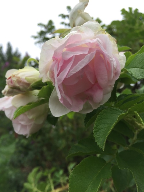 drowsydeer: went to a rose garden today