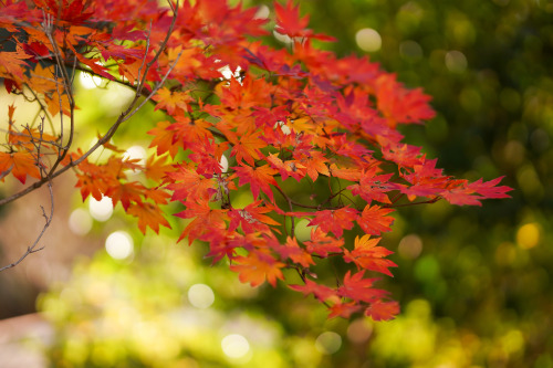 『秋風の公園』sony a6400 + SIGMA 56mm F1.4 DC DN | Contemporary2021.12location : 静岡県 Shiuoka, japan