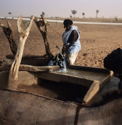 Slave herdsmen water animals at an oasis June 15, 1997 near Tiguent, Mauritania.&gt; Photo: Malcolm 
