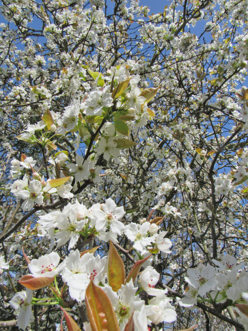 Invitation to bees: Please come pollinate my enormous tree so there will be lovely, luscious Asian p