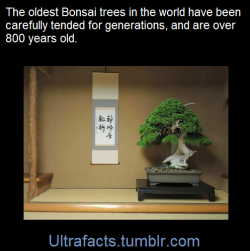 ultrafacts:Trees can grow for thousands of