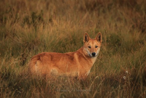 pet-interests: Alpine Dingo colour variations in  Kosciusko National Park by Michelle J Ph