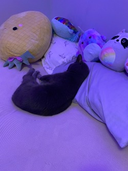 tumblr photo prettycocokitty 3