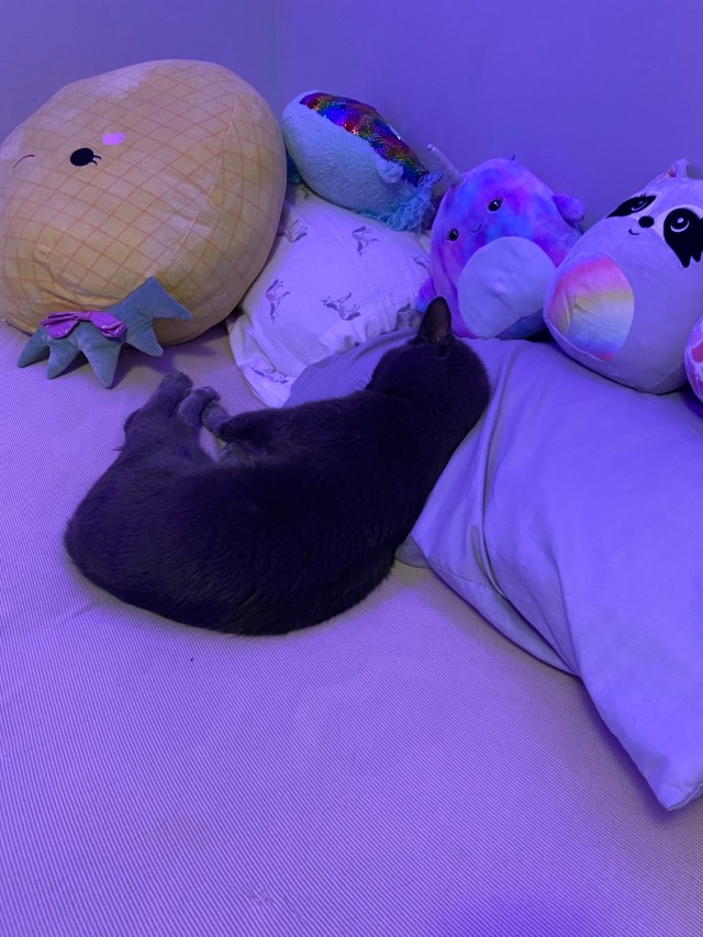 tumblr photo prettycocokitty 0