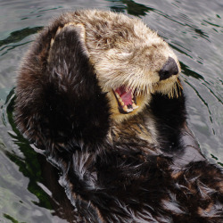 thefluffingtonpost:  Otter Files Noise Complaint Over Neighbor’s Party An otter named Samuel contacted authorities on Tuesday in an attempt to shut down a raucous party next door. “The music was blasting — I think it was Party Rock Anthem on repeat,”