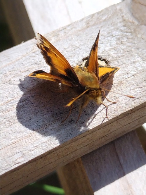 [PHOTOS TAKEN: APRIL 3RD, 2024 | Image IDs: Four Photos Of An Orange, Black, And Brown Skipper Butterfly