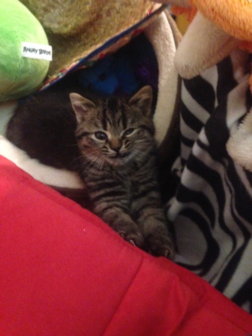 Our newest kitten, Harold! He&rsquo;s a Scottish Fold and is 3 months old and super cute. (submi