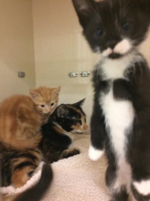 fartgallery:I was taking pics of this kitten sitting on her mom when her sister came to square up