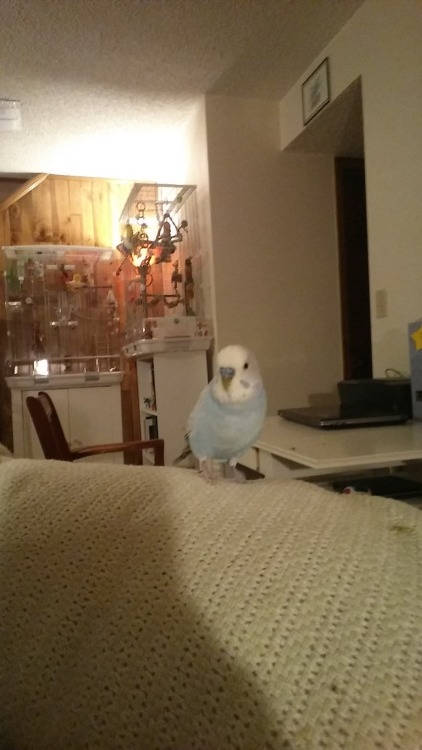 horatioandalice:Horatio is deeply in love with me, at least until Oliver shows up.  (Bonus Phiolet c