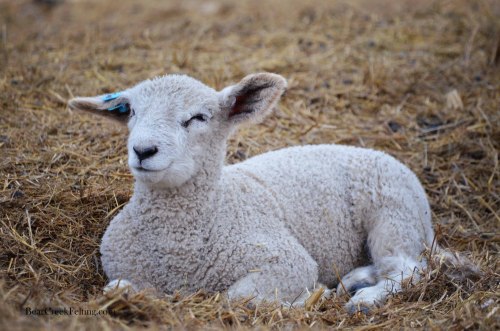 bearcreekfelting:Baby Lambs at the Bear Creek Ranch