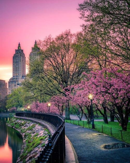 legendary-scholar:  Central Park, New York.