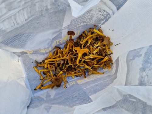 Saw Some Beautiful Shrooms And Thingymajigs Today At Sipoonkorpi (and Picked Some, Too).