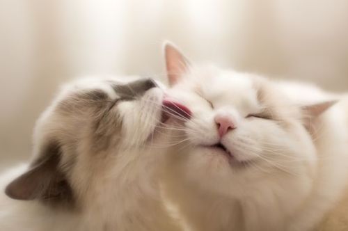 mel-cat: Unexpected kiss (Via Daniel Nilsson ) mel-cat: Unexpected kiss (Via Daniel Nilsson )