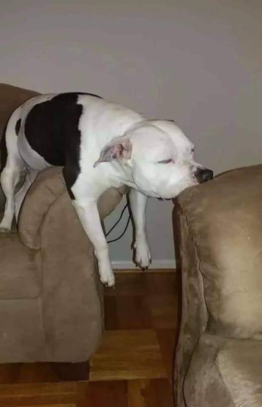 XXX itsagifnotagif:Dogs really do sleep like photo